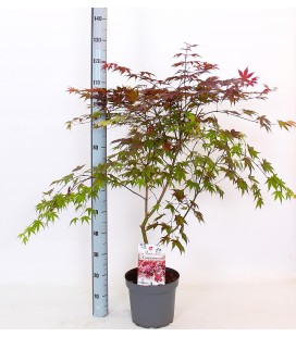Acer atropurpureu Ø 26 h 130