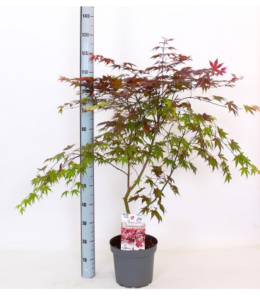 Acer Ø 20 h 55