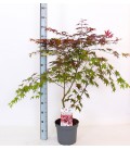 Acer Ø 26 h 130