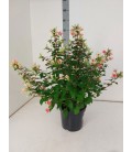 Fuschia pot de 21
