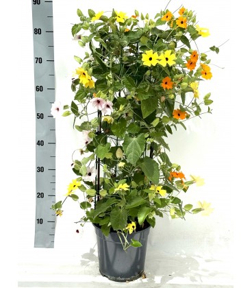 Thunbergia mix 3 coul Ø 30 h 65