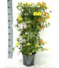 Thunbergia mix 3 coul Ø 21 h 80