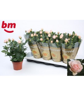Rosier L pink Monde rose Ø 12