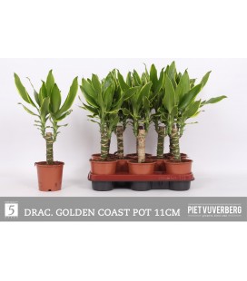 Dracaena frag Gold Coast Ø 11 h 40