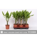 Dracaena frag Gold Coast Ø 11 h 40