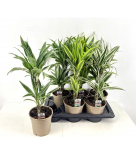 Dracaena mix Ø 17 h 65