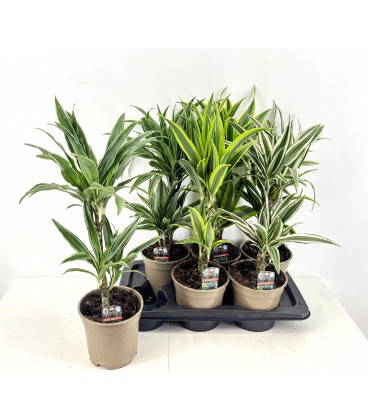 Dracaena mix Ø 17 h 65