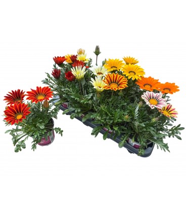 Gazania mix Ø 12