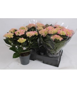 Hortensia Hi Halo Ø 15