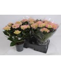 Hortensia Hi Halo Ø 15