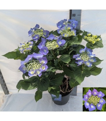 Hortensia Blaumeise Ø 23
