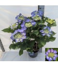 Hortensia Blaumeise Ø 23