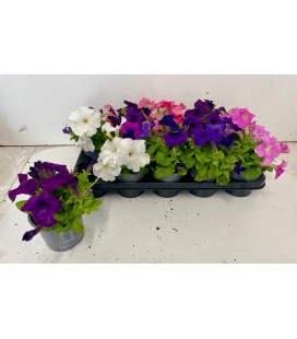 Petunia mix Ø 12