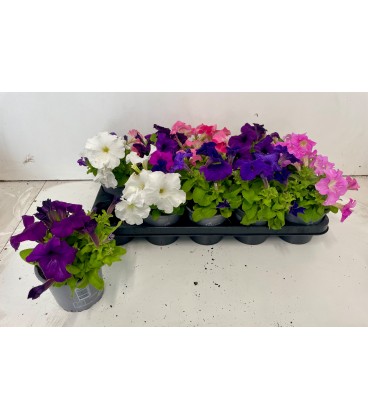 Petunia mix Ø 12