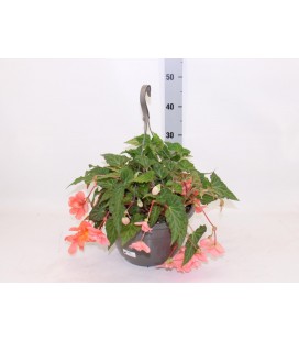 Begonia suspension Ø 27
