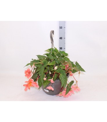Begonia suspension Ø 27
