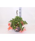 Begonia suspension Ø 27