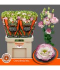 Lisianthus Croma Brid Kiss