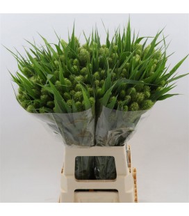 Setaria Italica 70 cm