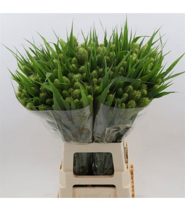 Setaria Italica 70 cm