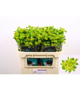 Buplerum 80 cm 
