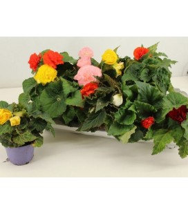 Begonia tubereux mix Ø 11