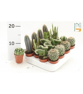 Cactus mix pot de 5.5 cm
