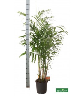 Chamaedorea Seifrizii Ø24 h 160