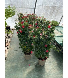 Dipladenia espalier Ø 27 Rouge