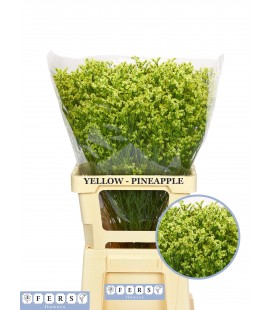 Limonium Pineap diam 70 cm