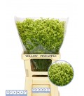 Limonium Pineap diam 70 cm