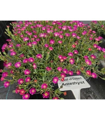 Delosperma Jewel of Desert Ø 13