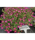 Delosperma Jewel of Desert Ø 13