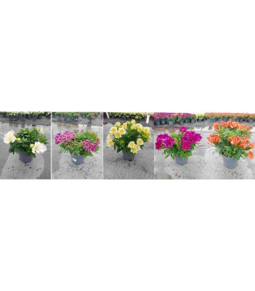 Alstromeria mix Ø 21