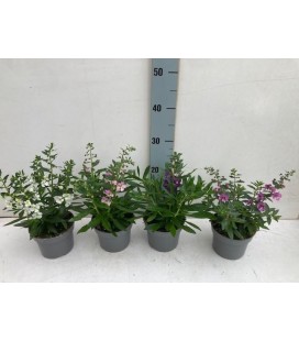 Angelonia Ø 13