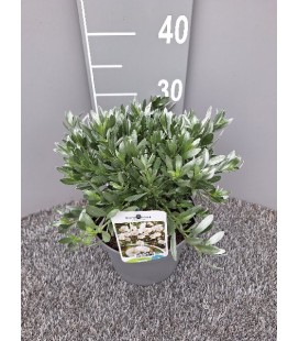 Convolvulus cneorum Ø 19