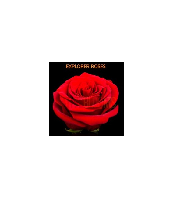 Rose Equateur Explorer 50 cm