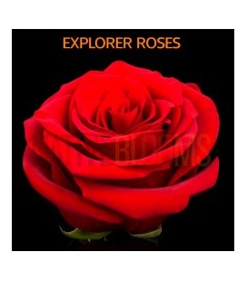 Rose Equateur Explorer 60 cmx25