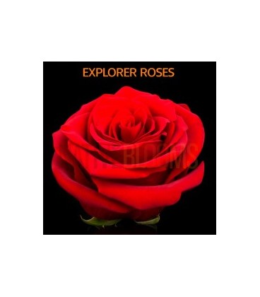 Rose Equateur Explorer 50 cm