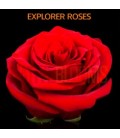 Rose Equateur Explorer 50 cm