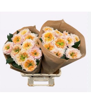 Rose Sira Gardens 70 cm