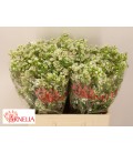 Wax Dawn pearl 60 cm