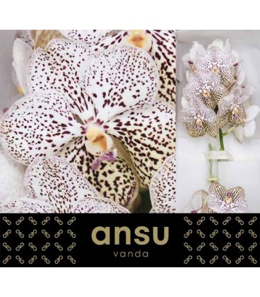 Vanda Su Pur Confet x 16