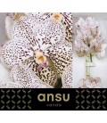 Vanda Su Pur Confet x 16