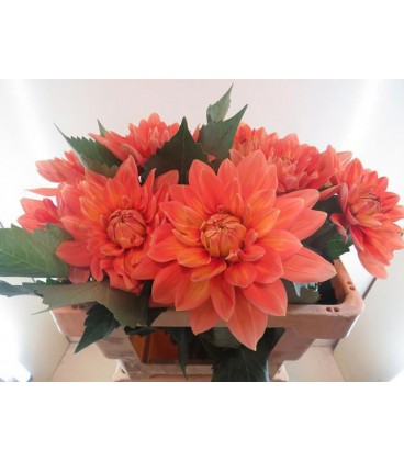 Dahlia Nicholas 55 cm