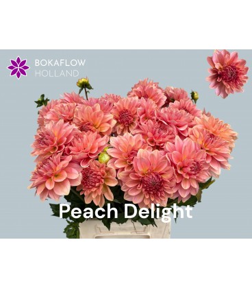 Dahlia Ov 55 cm