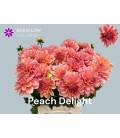 Dahlia Ov 50 cm