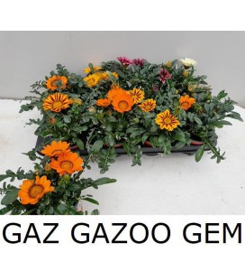 Gazania mix Ø 12