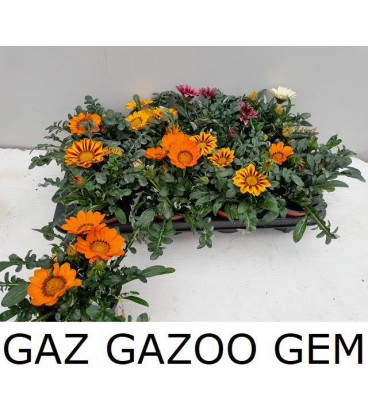 Gazania mix Ø12