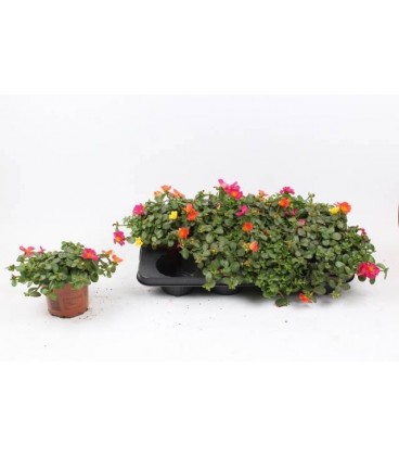 Pourpier pot de13 cm 